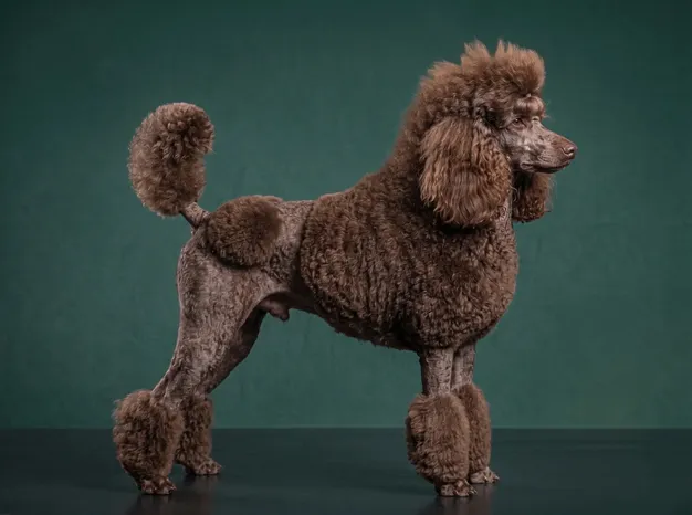 Poodle Standard: The Complete Breed Guide.