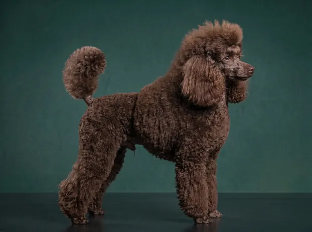 Poodle Toy: The Complete Breed Guide.