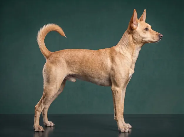 Portuguese Podengo Pequeno: The Complete Breed Guide.