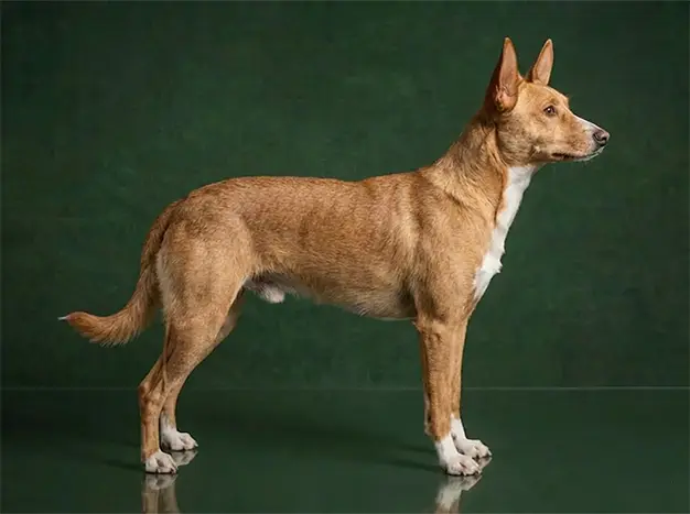 Portuguese Podengo: The Complete Breed Guide.