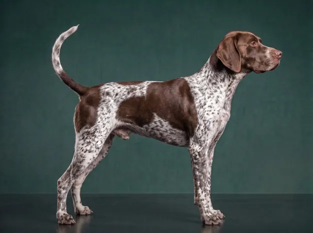 Portuguese Pointer: The Complete Breed Guide.