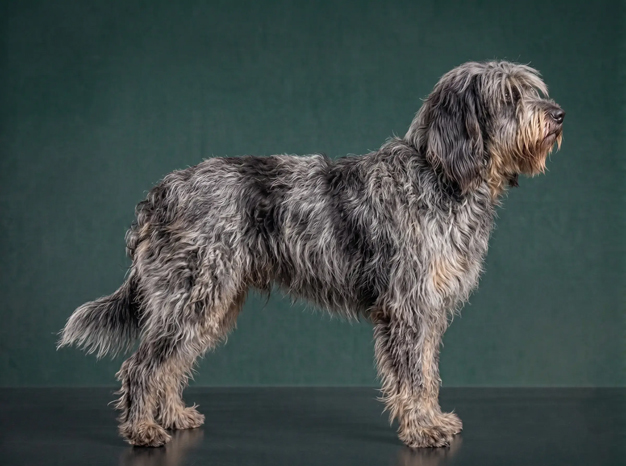 Portuguese Sheepdog: The Complete Breed Guide.
