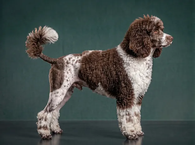 Portuguese Water Dog: The Complete Breed Guide.