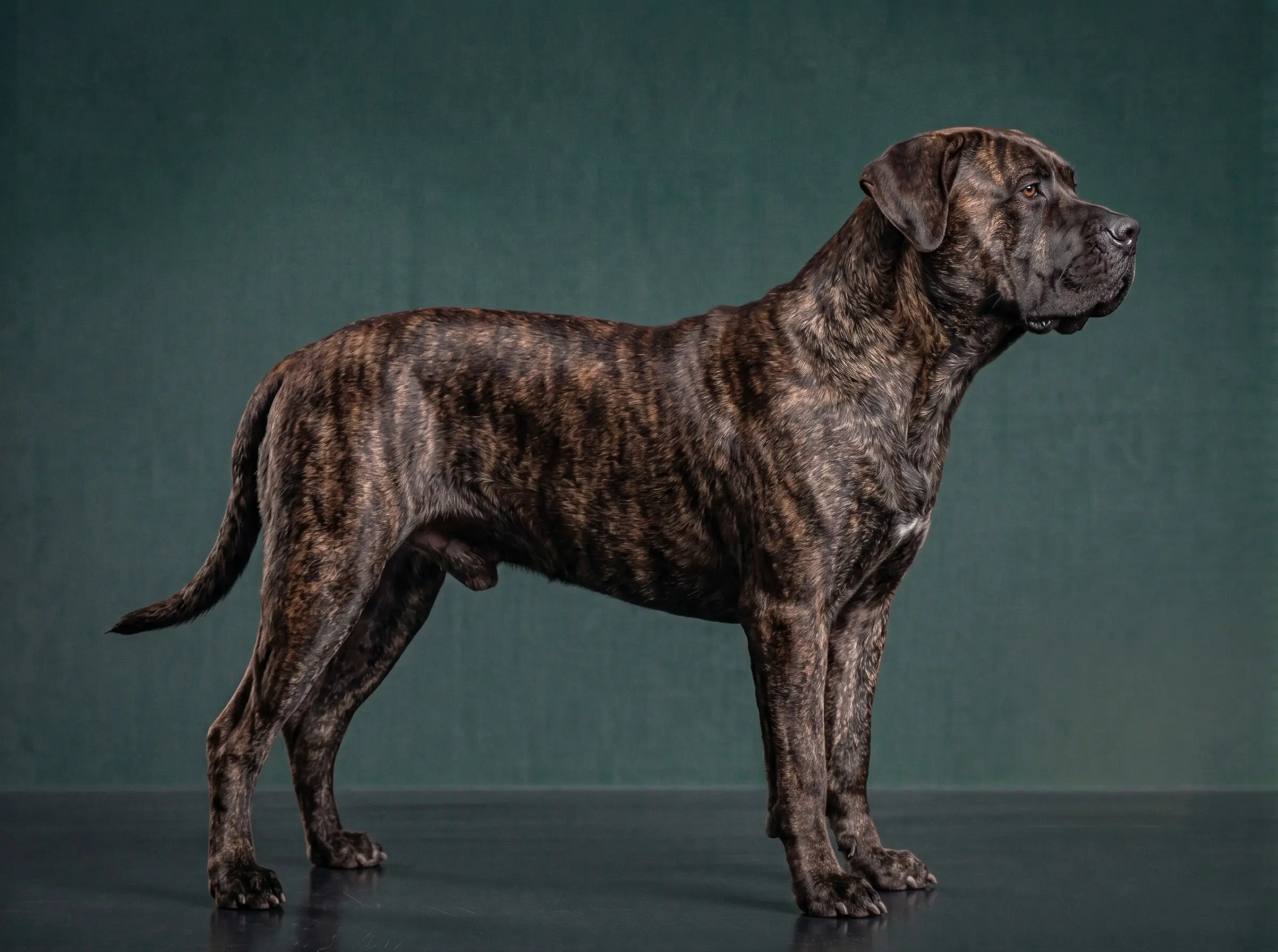 Presa Canario: The Complete Breed Guide.