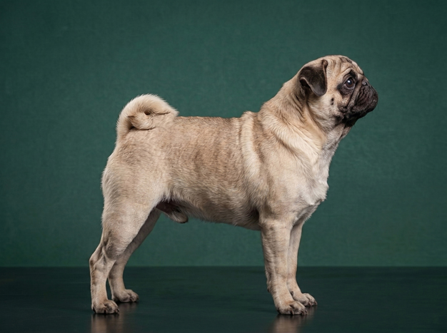 Pug: The Complete Breed Guide.