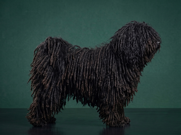 Puli: The Complete Breed Guide.