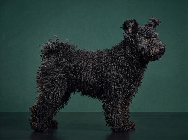 Pumi: The Complete Breed Guide.