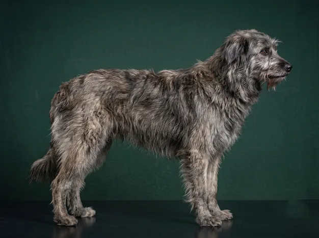 Pyrenean Shepherd: The Complete Breed Guide.