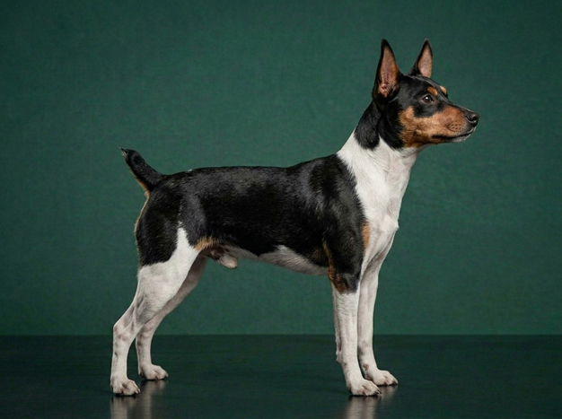 Rat Terrier: The Complete Breed Guide.