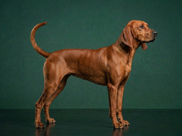 Redbone Coonhound: The Complete Breed Guide.