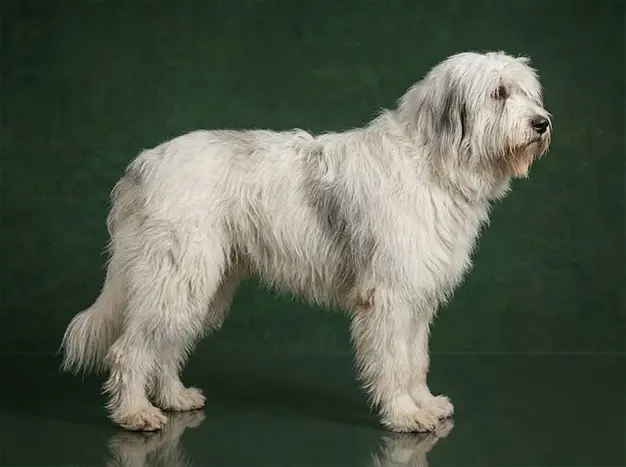 Romanian Mioritic Shepherd Dog: The Complete Breed Guide.