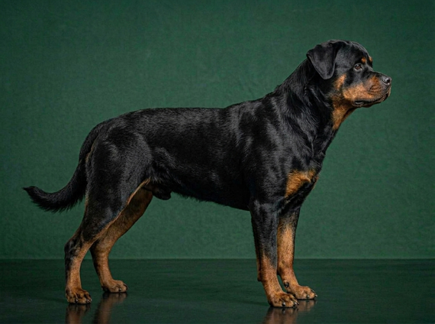 Rottweiler: The Complete Breed Guide.