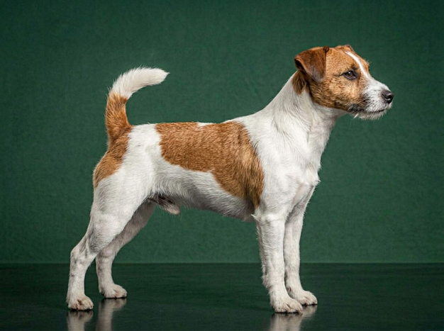 Jack Russell: The Complete Breed Guide.