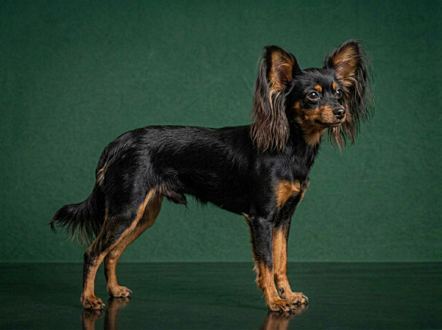 Russian Toy: The Complete Breed Guide.