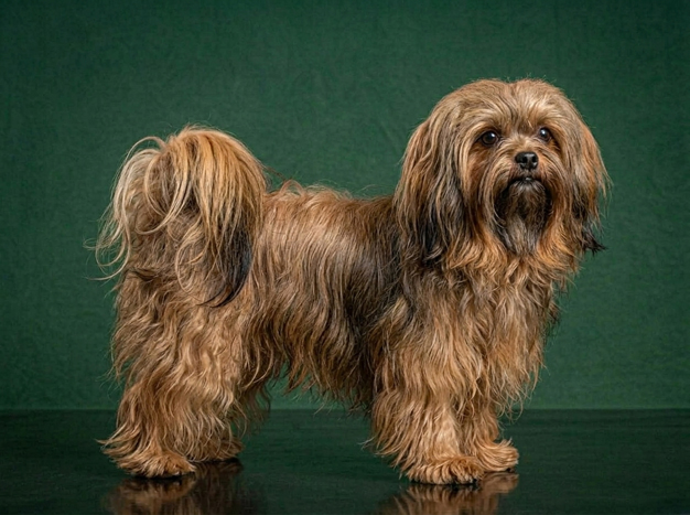 Russian Tsvetnaya Bolonka: The Complete Breed Guide.