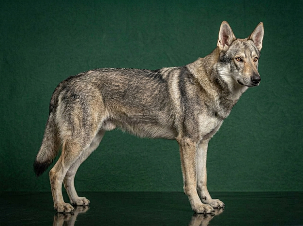 Saarloos Wolfhond: The Complete Breed Guide.