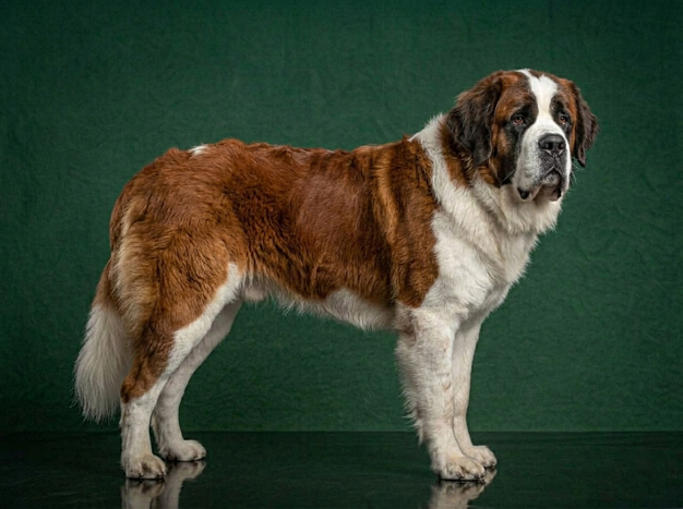 Saint Bernard: The Complete Breed Guide.