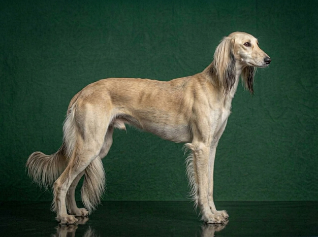 Saluki: The Complete Breed Guide.