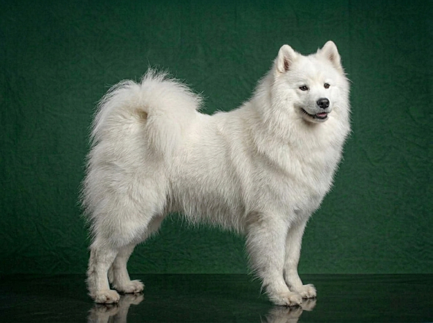 Samoyed: The Complete Breed Guide.