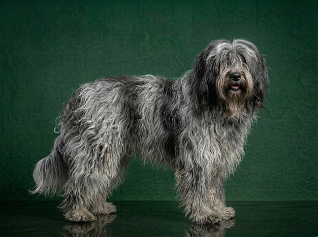 Schapendoes: The Complete Breed Guide.