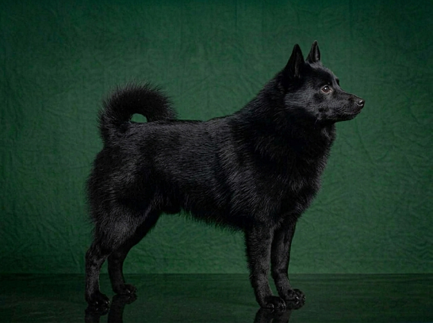 Schipperke: The Complete Breed Guide.