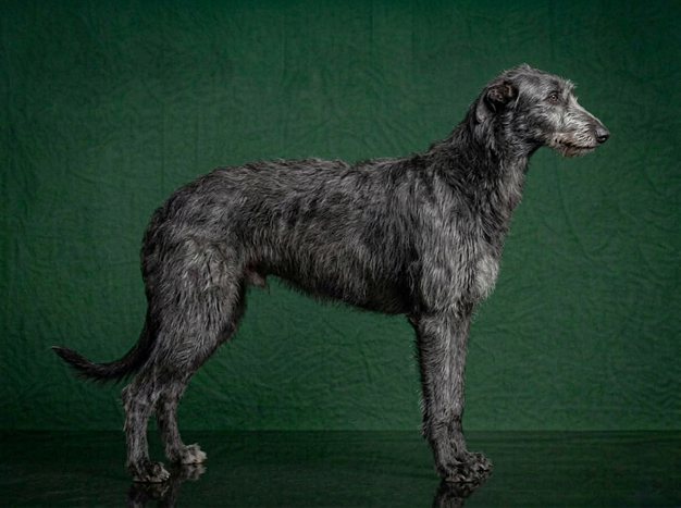 Scottish Deerhound: The Complete Breed Guide.