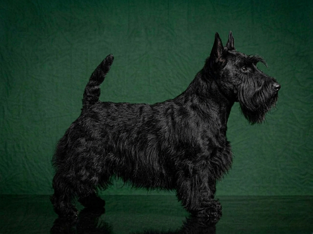 Scottish Terrier: The Complete Breed Guide.