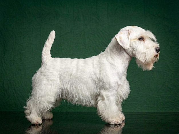 Sealyham Terrier: The Complete Breed Guide.