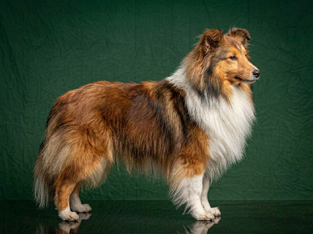 Shetland Sheepdog: The Complete Breed Guide.