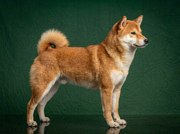 Shiba Inu: The Complete Breed Guide.