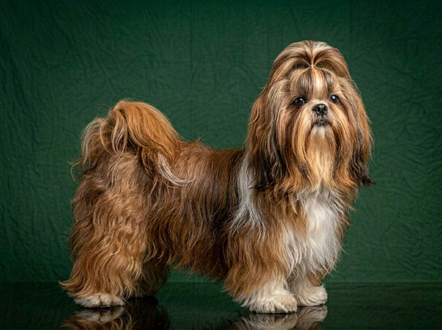 Shih Tzu: The Complete Breed Guide.