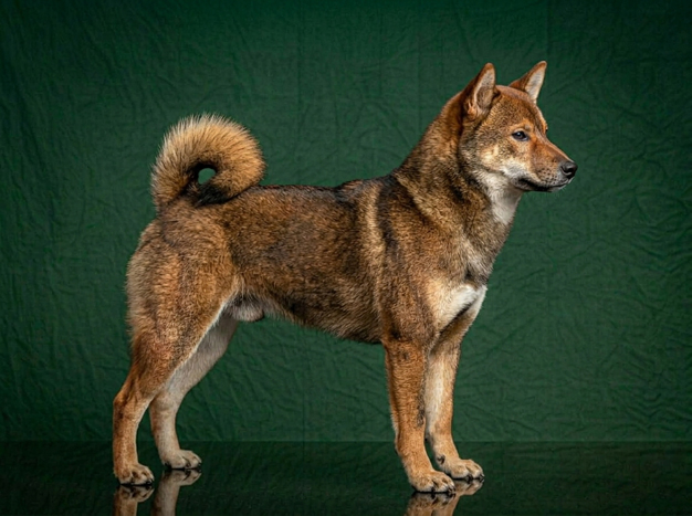 Shikoku Ken: The Complete Breed Guide.