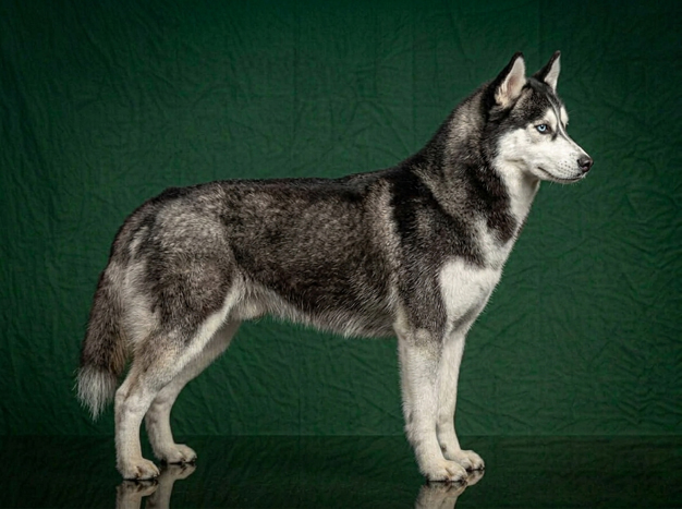 Siberian Husky: The Complete Breed Guide.