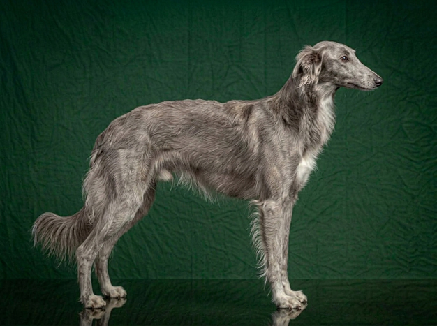Silken Windhound: The Complete Breed Guide.