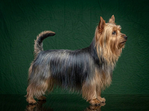 Silky Terrier: The Complete Breed Guide.