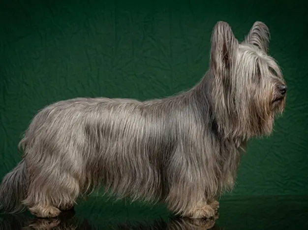 Skye Terrier: The Complete Breed Guide.