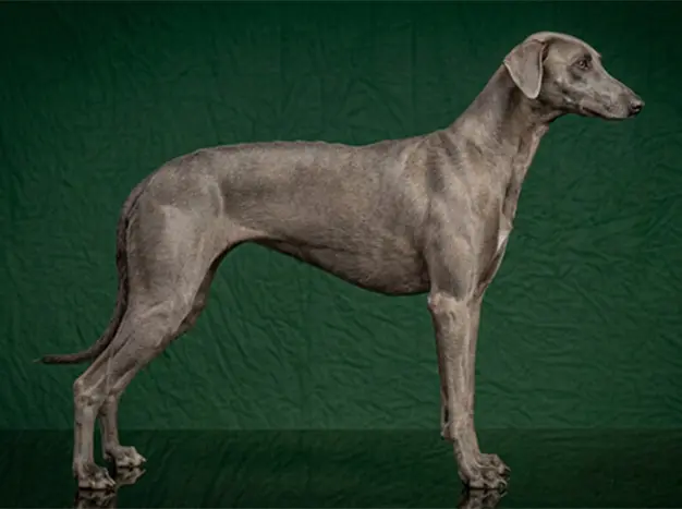 Sloughi: The Complete Breed Guide.