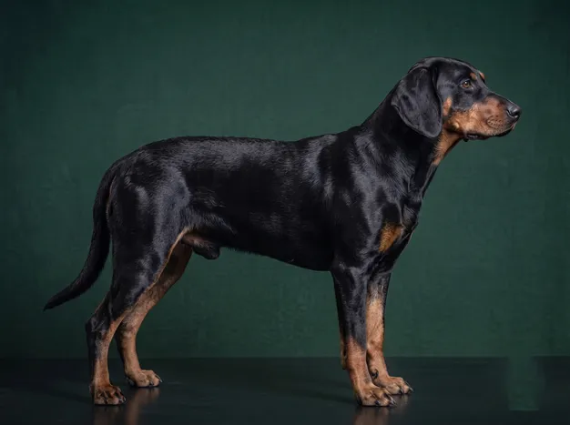 Slovensky Kopov: The Complete Breed Guide.