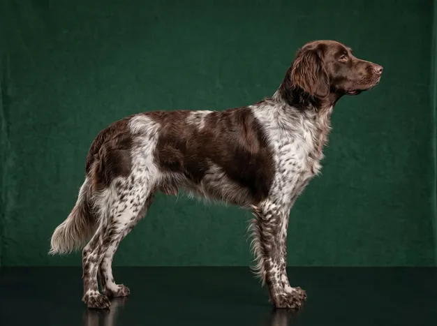 Small Munsterlander: The Complete Breed Guide.