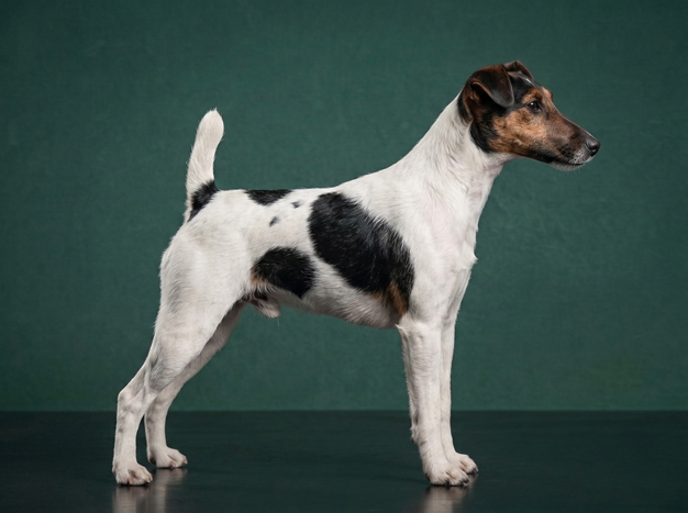 Smooth Fox Terrier: The Complete Breed Guide.
