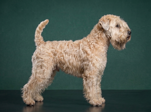 Soft Coated Wheaten Terrier