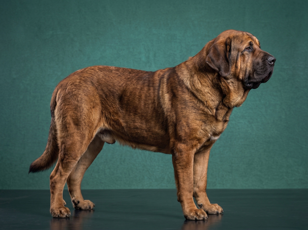 Spanish Mastiff: The Complete Breed Guide.