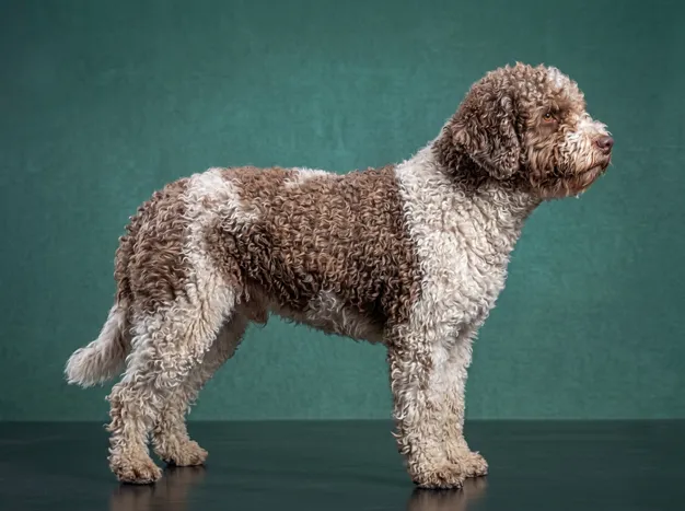 Spanish Water Dog: The Complete Breed Guide.