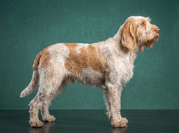 Spinone Italiano: The Complete Breed Guide.