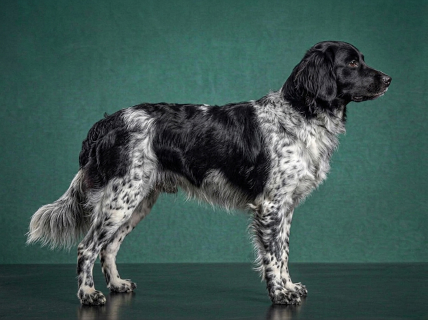 Stabyhoun: The Complete Breed Guide.