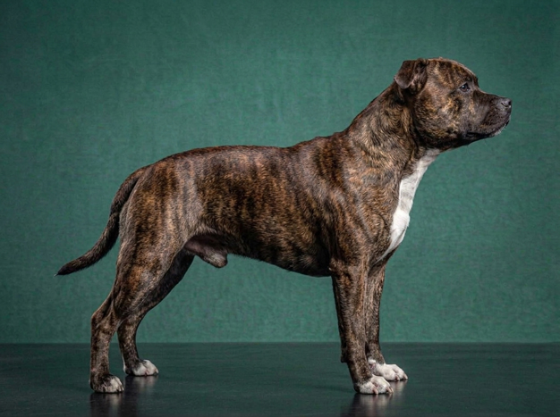 Staffordshire Bull Terrier: The Complete Breed Guide.