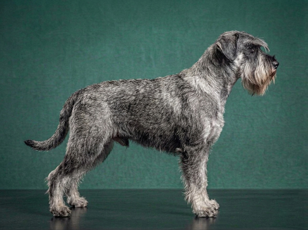 Standard Schnauzer: The Complete Breed Guide.