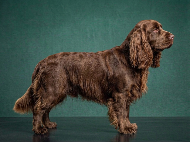 Sussex Spaniel: The Complete Breed Guide.