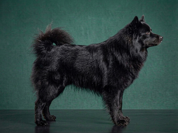 Swedish Lapphund: The Complete Breed Guide.