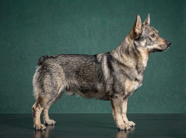 Swedish Vallhund: The Complete Breed Guide.